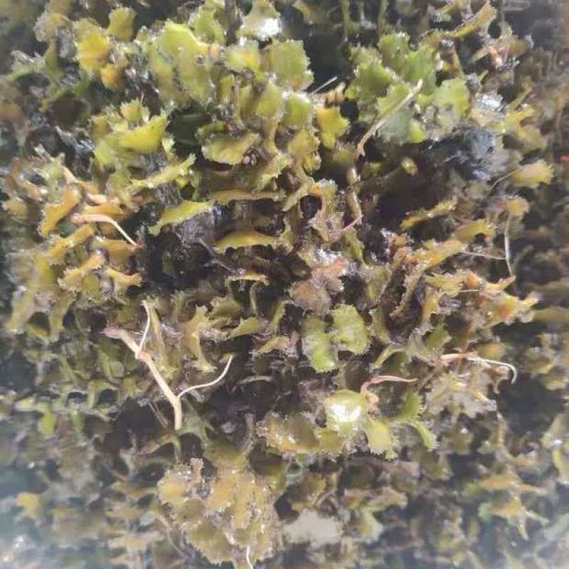 菹草石芽虾蟹养殖专用耐低温水草种子净化水质麦黄草种籽麦黄