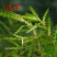 菹草石芽虾蟹养殖专用耐低温水草种子净化水质麦黄草种籽麦黄