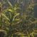 菹草石芽虾蟹养殖专用耐低温水草种子净化水质麦黄草种籽麦黄