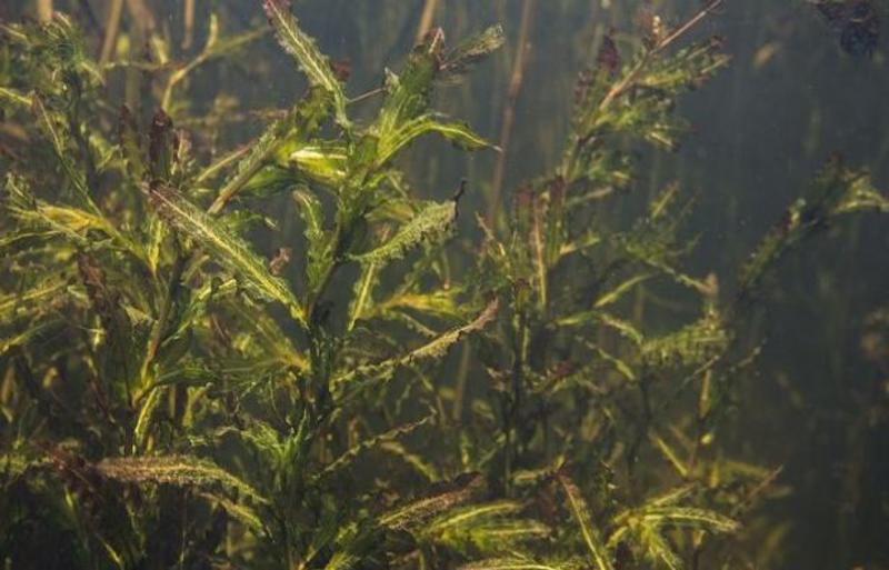 菹草石芽虾蟹养殖专用耐低温水草种子净化水质麦黄草种籽麦黄