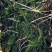 菹草石芽虾蟹养殖专用耐低温水草种子净化水质麦黄草种籽麦黄