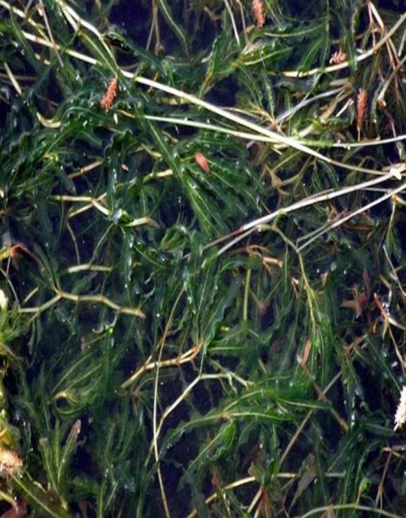 菹草石芽虾蟹养殖专用耐低温水草种子净化水质麦黄草种籽麦黄