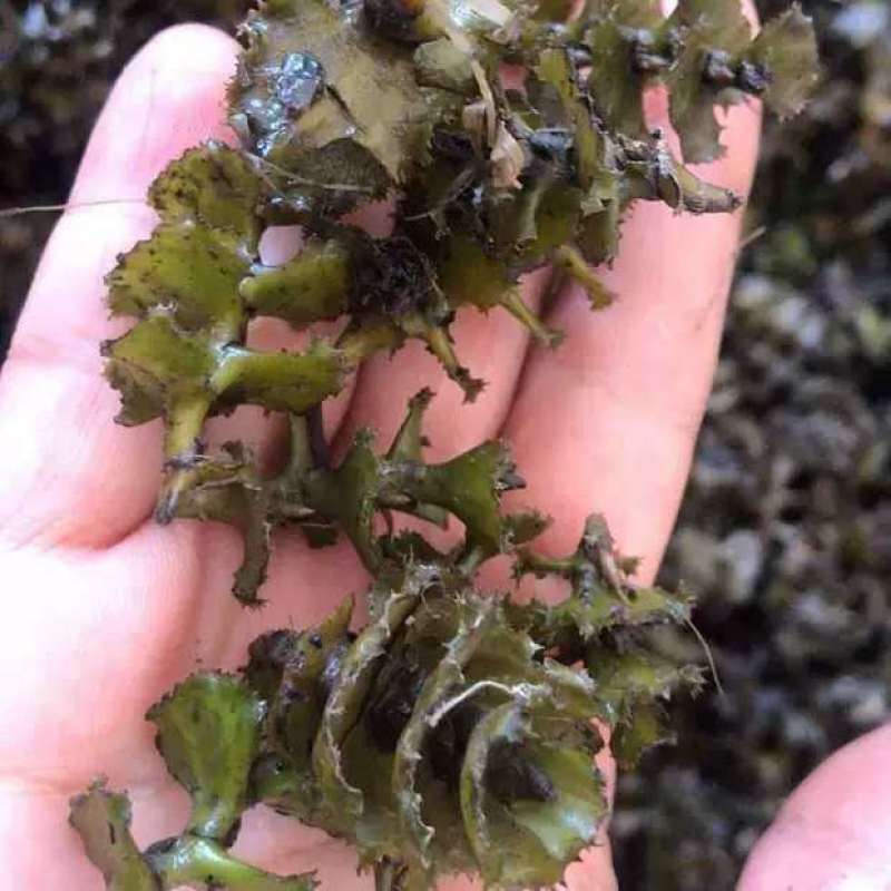 菹草石芽虾蟹养殖专用耐低温水草种子净化水质麦黄草种籽麦黄