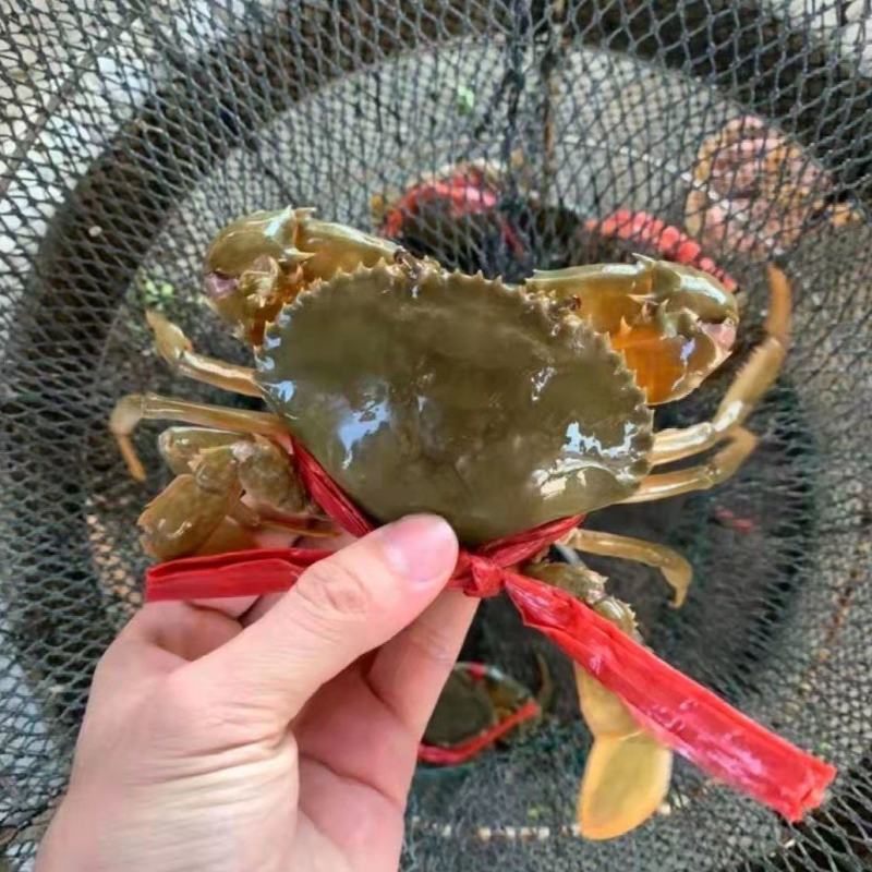 肉蟹膏蟹缅甸蟹铁蟹螃蟹孟加拉蟹印度蟹青蟹
