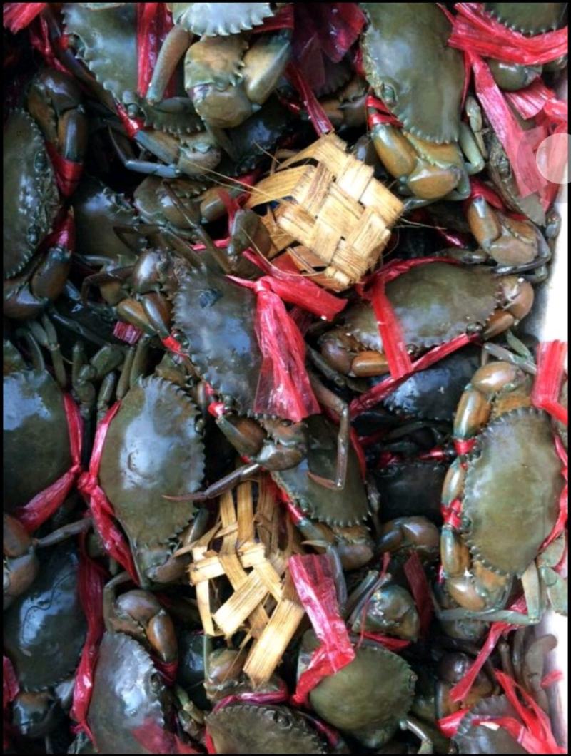 肉蟹膏蟹缅甸蟹铁蟹螃蟹孟加拉蟹印度蟹青蟹