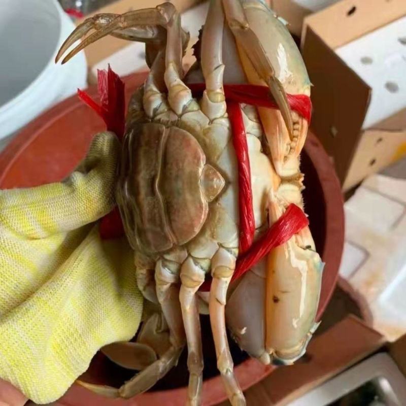 肉蟹膏蟹缅甸蟹铁蟹螃蟹孟加拉蟹印度蟹青蟹