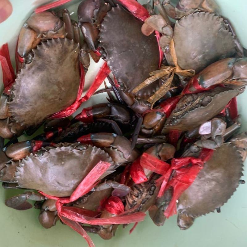 肉蟹膏蟹缅甸蟹铁蟹螃蟹孟加拉蟹印度蟹青蟹