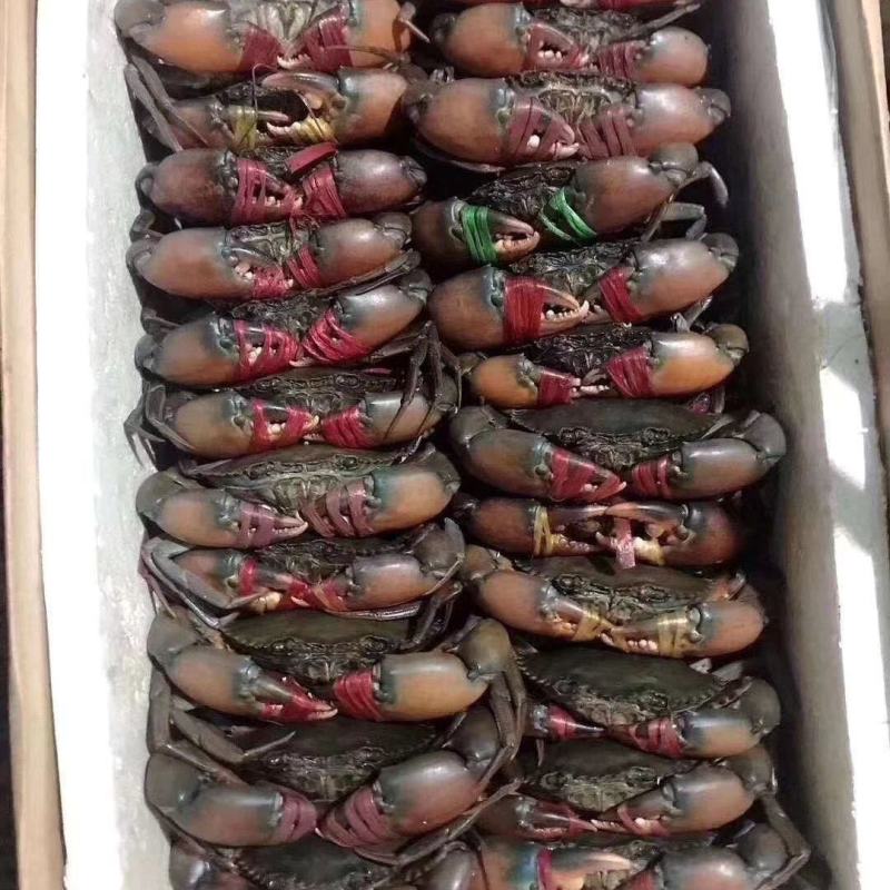 肉蟹膏蟹缅甸蟹铁蟹螃蟹孟加拉蟹印度蟹青蟹