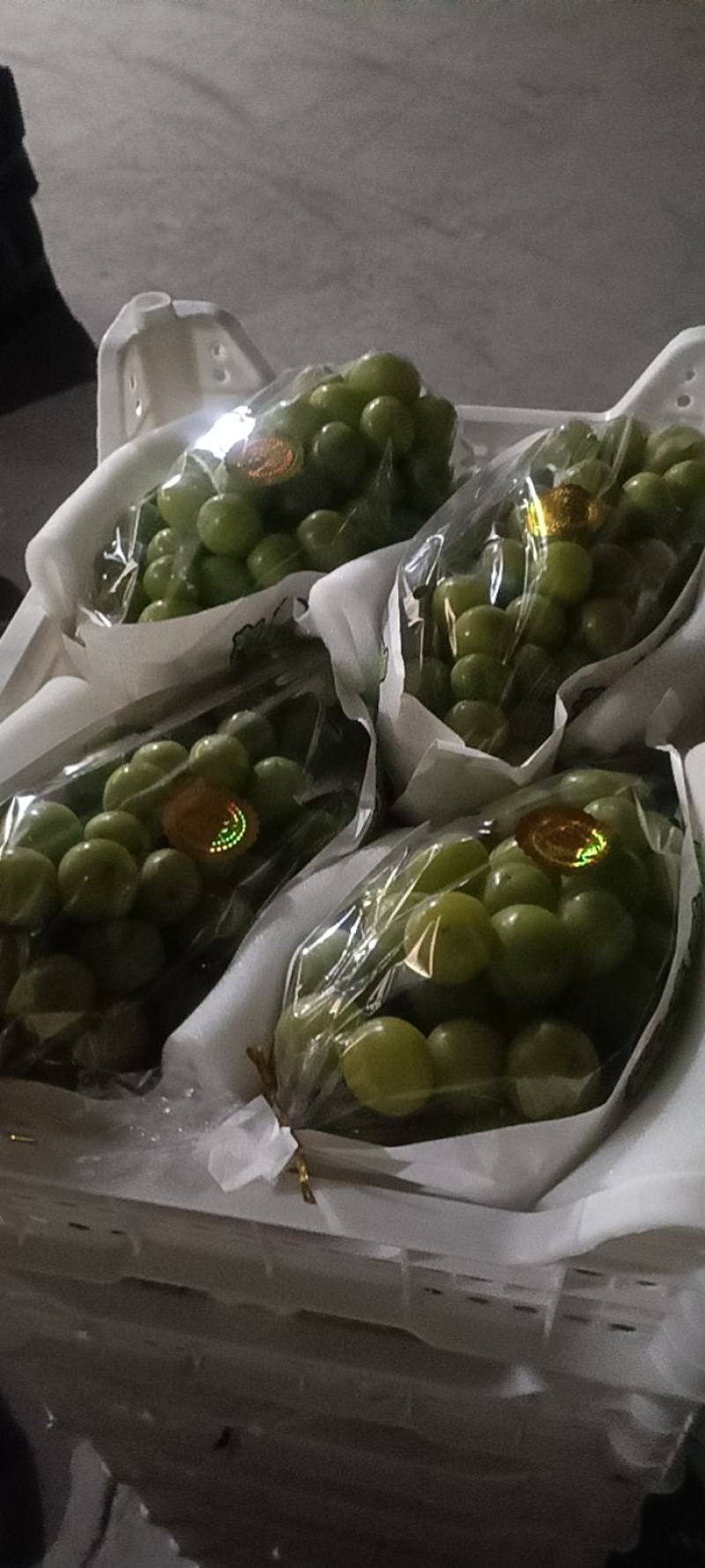 阳光玫瑰
