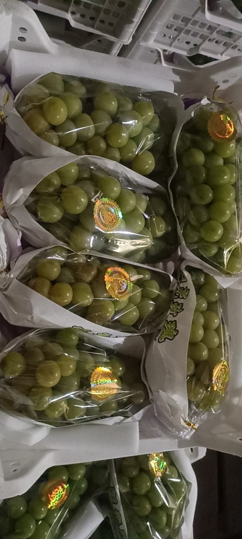 阳光玫瑰