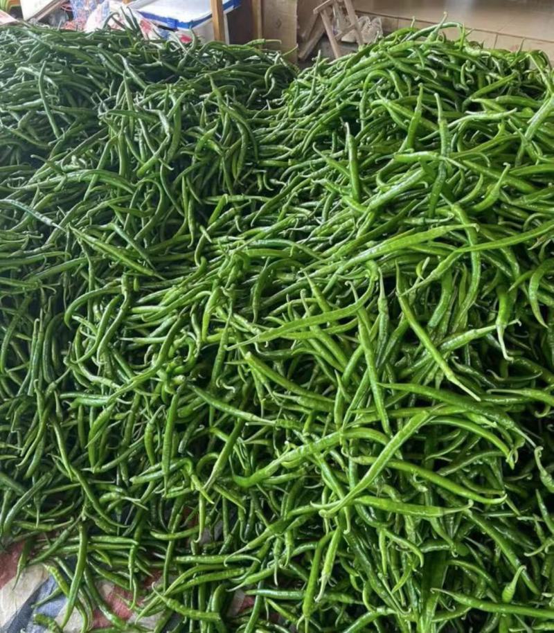 3/4/8号线椒，螺丝椒，泡椒，大量一手货源，品质保证。