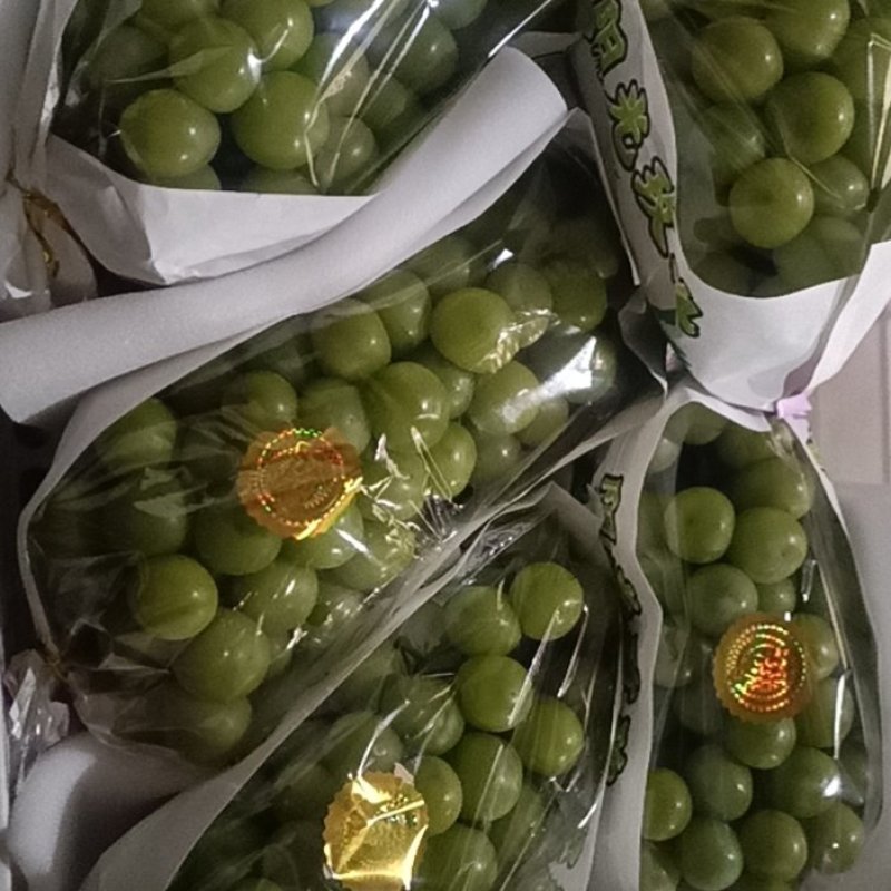 阳光玫瑰