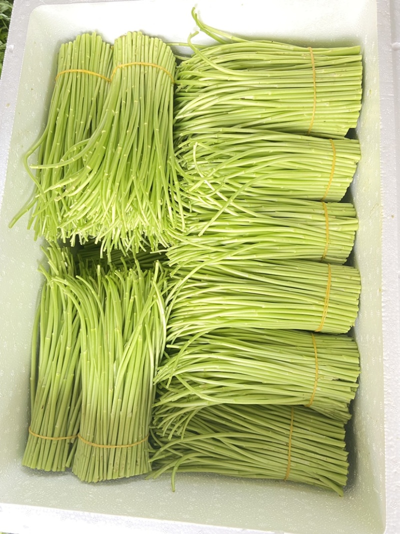 精品芦蒿