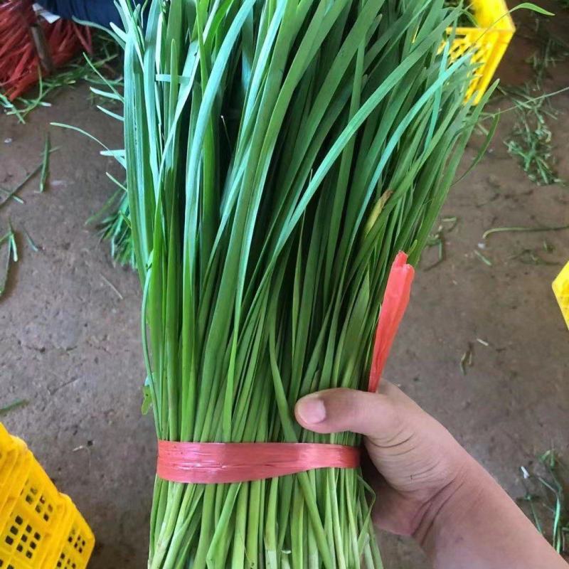 广东徐闻精品韭菜，大量一手货源。品质保证。全国发货。