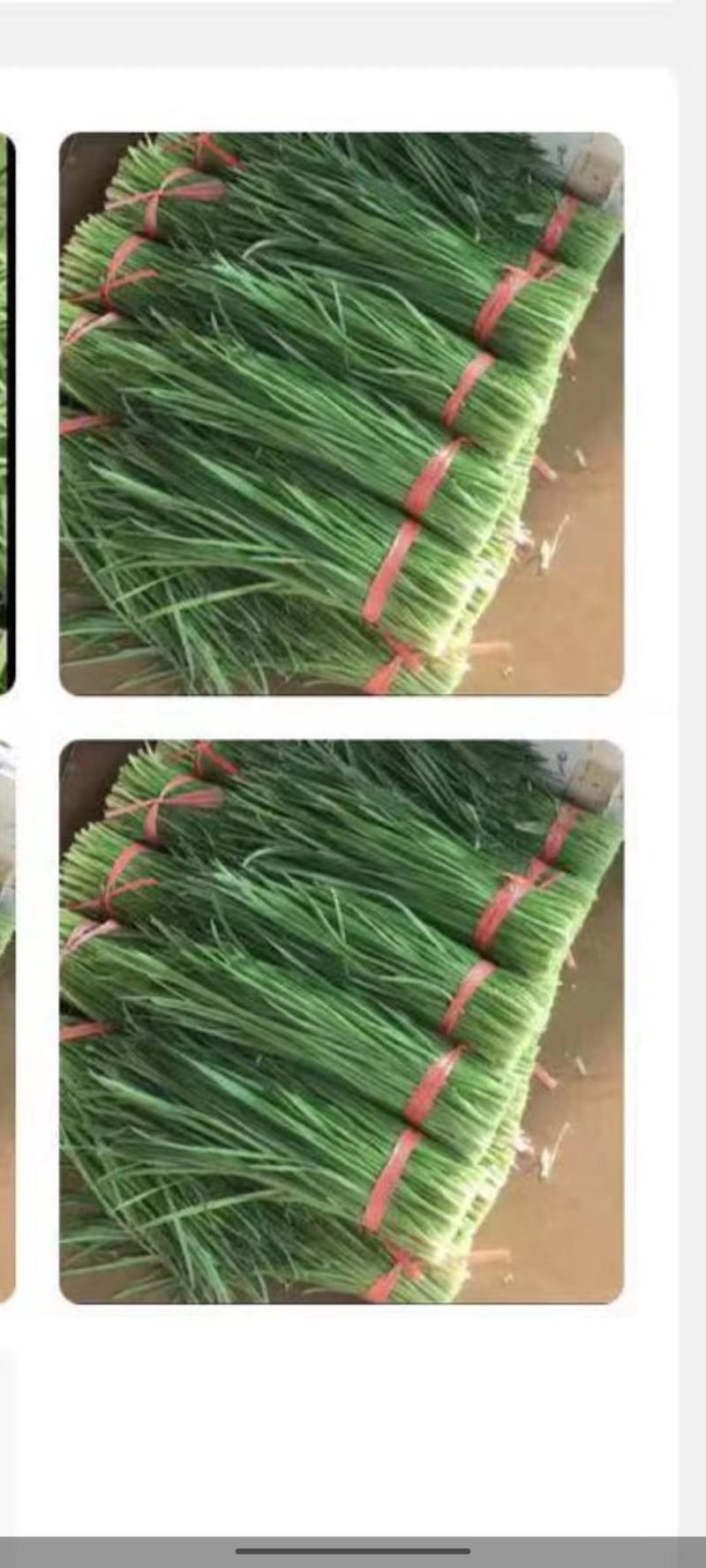 广东徐闻精品韭菜，大量一手货源。品质保证。全国发货。