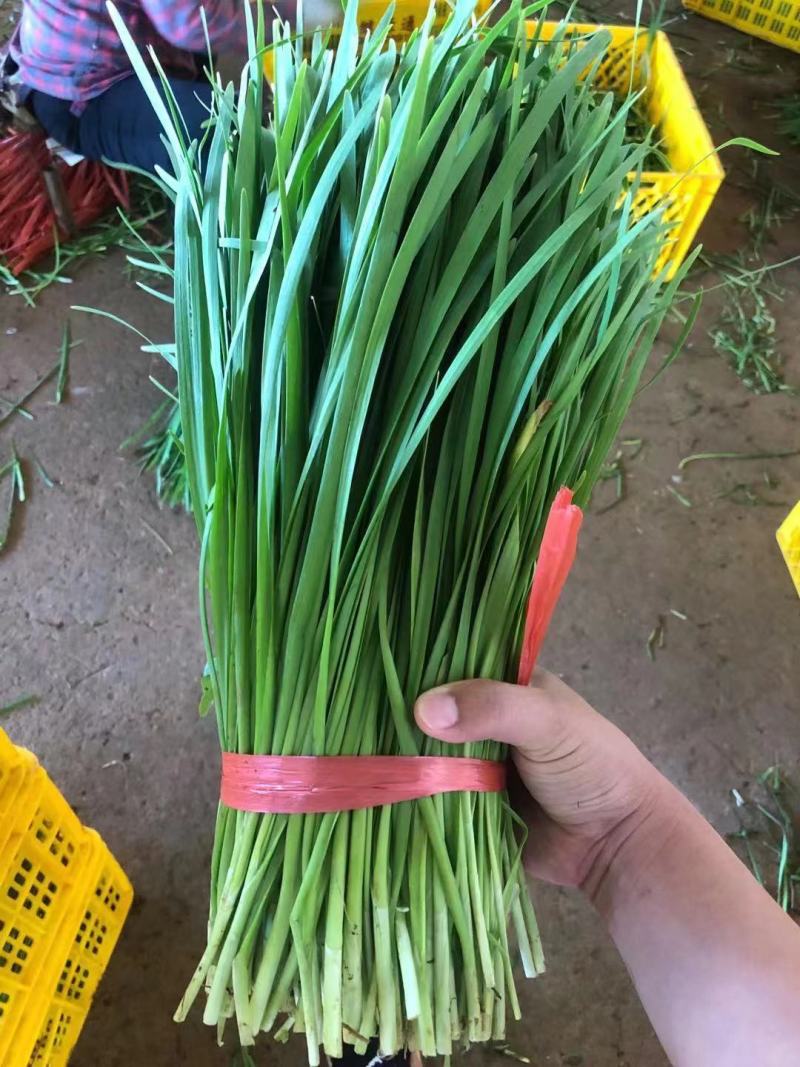 广东徐闻精品韭菜，大量一手货源。品质保证。全国发货。