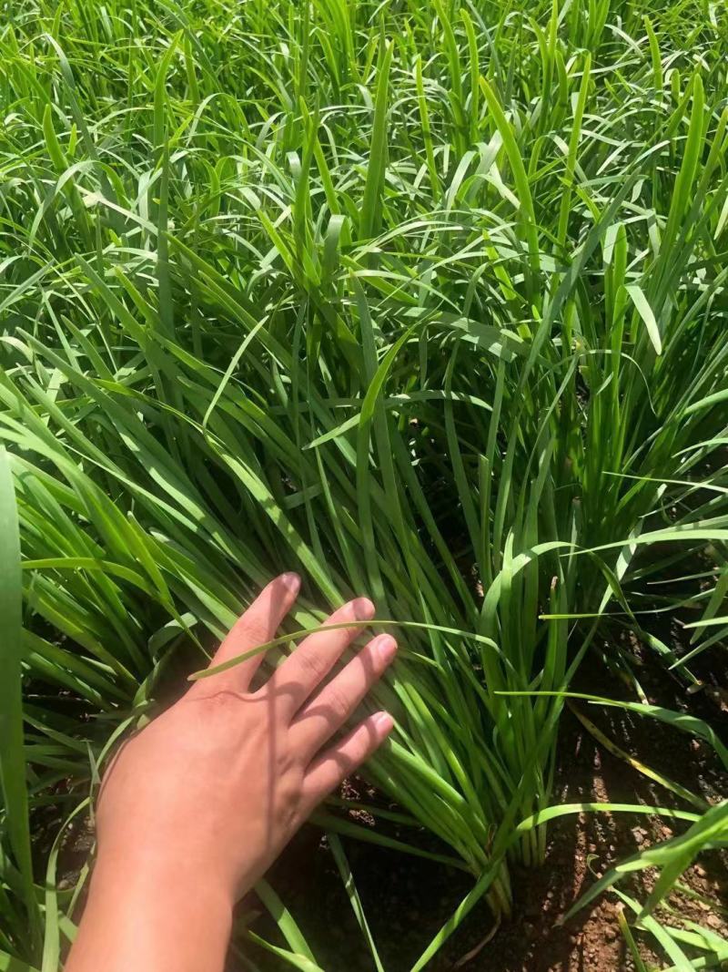 广东徐闻精品韭菜，大量一手货源。品质保证。全国发货。