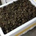 菹草石芽虾蟹养殖专用耐低温水草种子净化水质麦黄草种籽麦黄