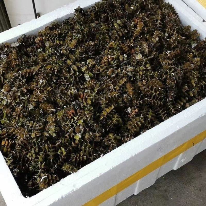 菹草石芽虾蟹养殖专用耐低温水草种子净化水质麦黄草种籽麦黄