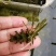 菹草石芽虾蟹养殖专用耐低温水草种子净化水质麦黄草种籽麦黄