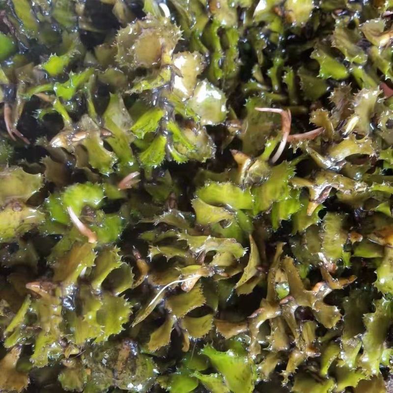 菹草石芽虾蟹养殖专用耐低温水草种子净化水质麦黄草种籽麦黄