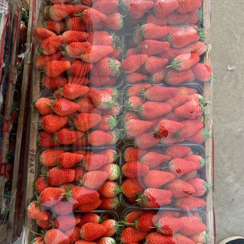 产地直供，甜宝，天使8号口感质量给你保证欢迎各大老板洽谈