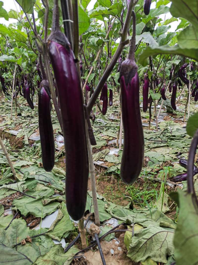 优质长茄，基地直供，货源充足，全国发货，欢迎采购