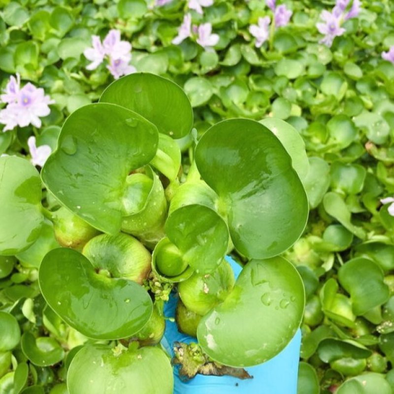 水葫芦浮萍水生植物养鱼养龟鱼缸造景净化水质鱼池水草种子