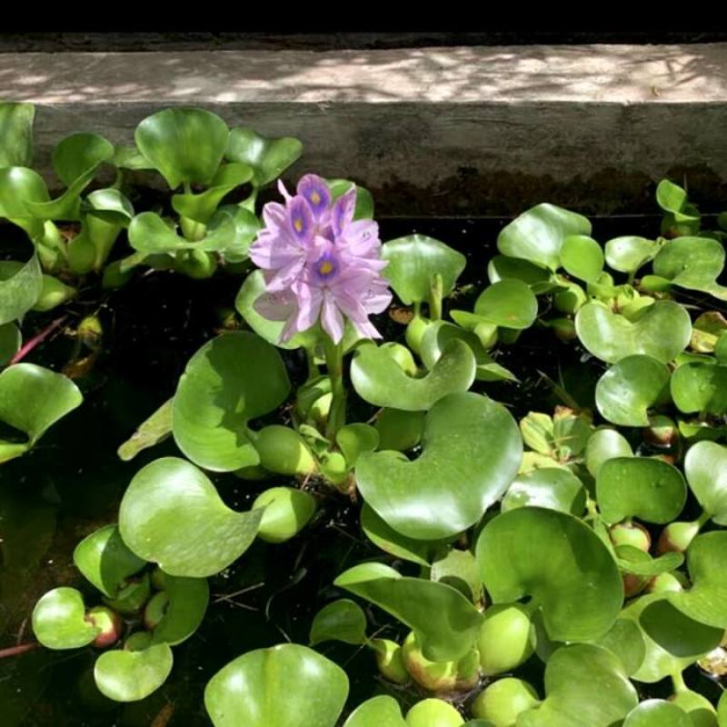 水葫芦浮萍水生植物养鱼养龟鱼缸造景净化水质鱼池水草种子