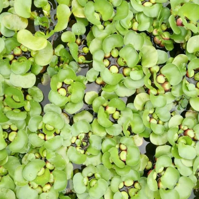 水葫芦浮萍水生植物养鱼养龟鱼缸造景净化水质鱼池水草种子