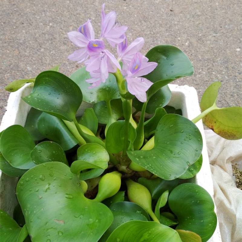 水葫芦浮萍水生植物养鱼养龟鱼缸造景净化水质鱼池水草种子
