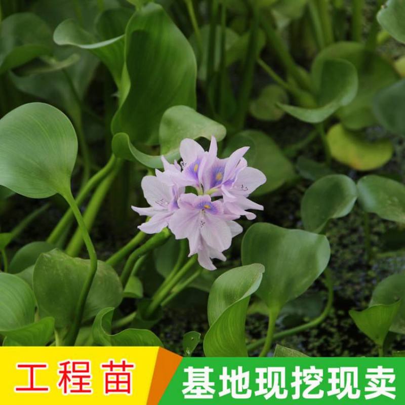 水葫芦浮萍水生植物养鱼养龟鱼缸造景净化水质鱼池水草种子