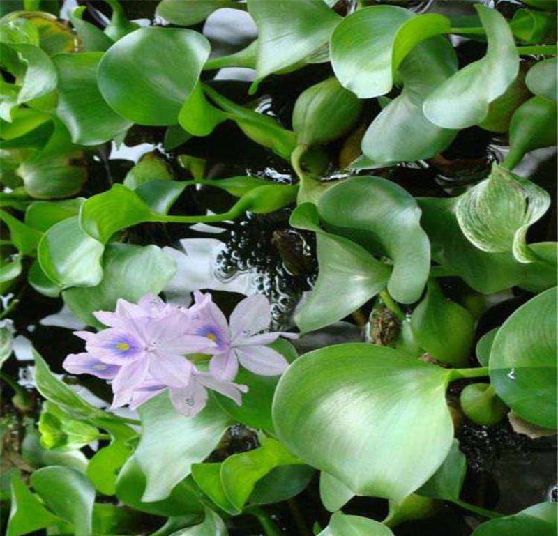 水葫芦浮萍水生植物养鱼养龟鱼缸造景净化水质鱼池水草种子