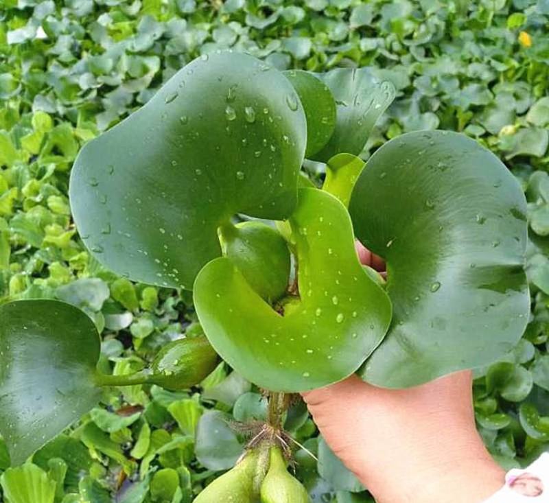 水葫芦浮萍水生植物养鱼养龟鱼缸造景净化水质鱼池水草种子