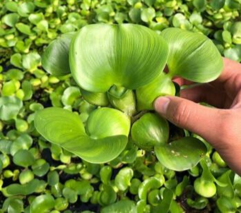 水葫芦浮萍水生植物养鱼养龟鱼缸造景净化水质鱼池水草种子