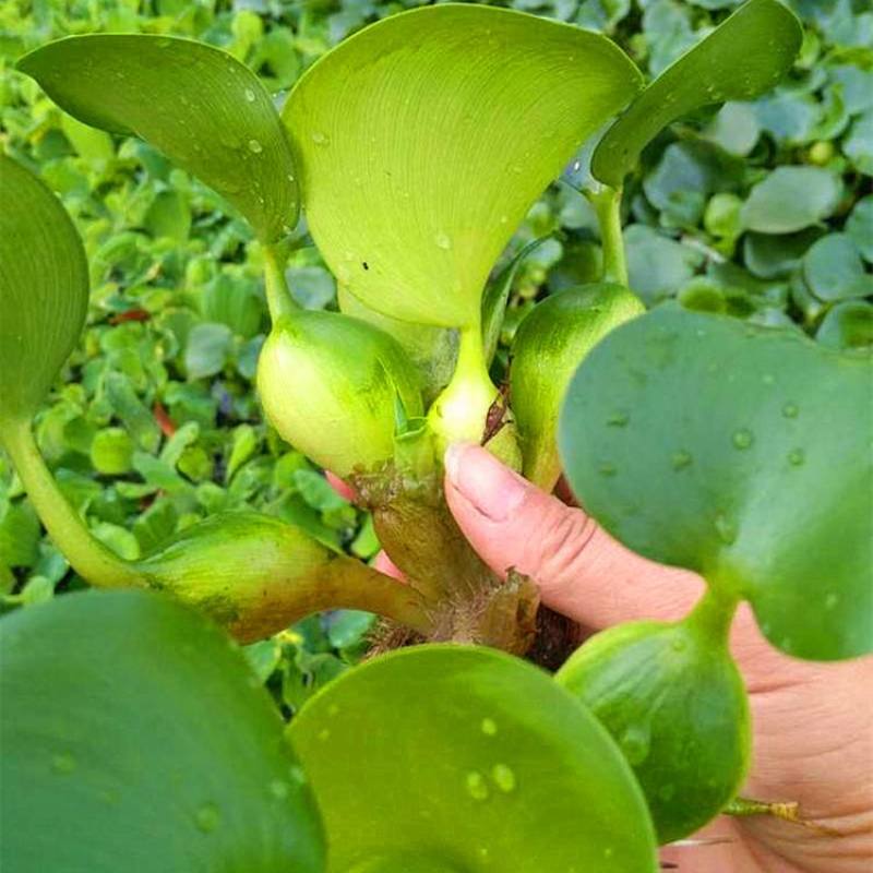 水葫芦浮萍水生植物养鱼养龟鱼缸造景净化水质鱼池水草种子