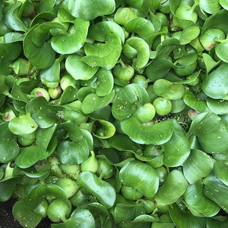 水葫芦浮萍水生植物养鱼养龟鱼缸造景净化水质鱼池水草种子