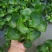 水葫芦浮萍水生植物养鱼养龟鱼缸造景净化水质鱼池水草种子