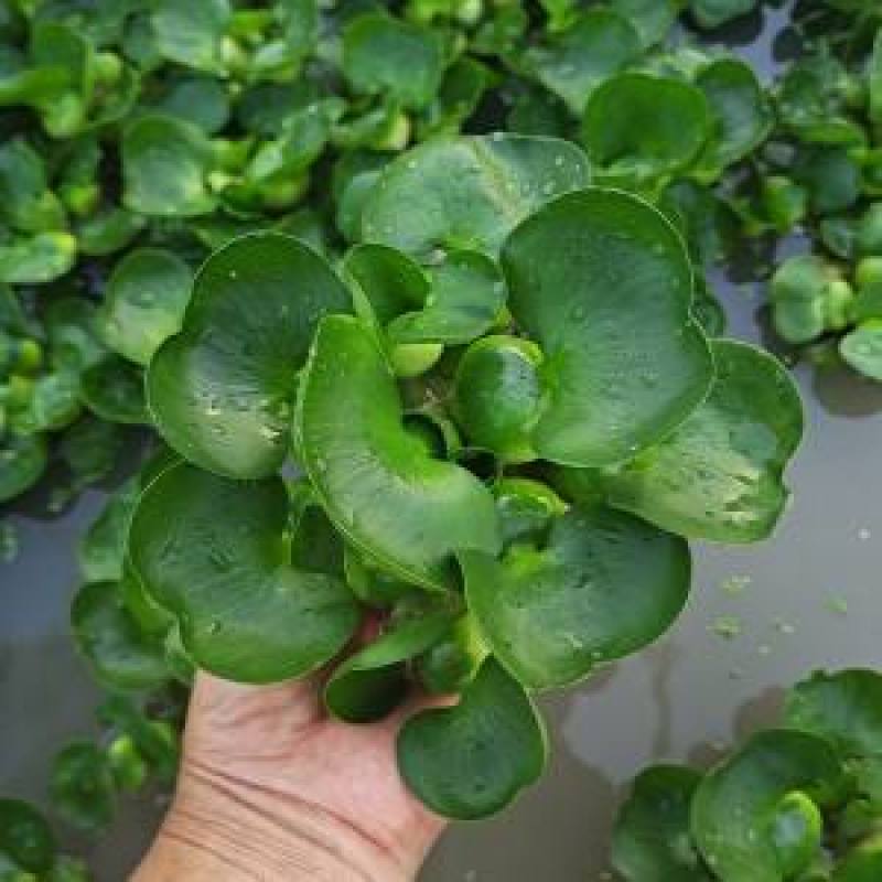 水葫芦浮萍水生植物养鱼养龟鱼缸造景净化水质鱼池水草种子