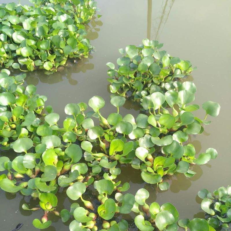 水葫芦浮萍水生植物养鱼养龟鱼缸造景净化水质鱼池水草种子