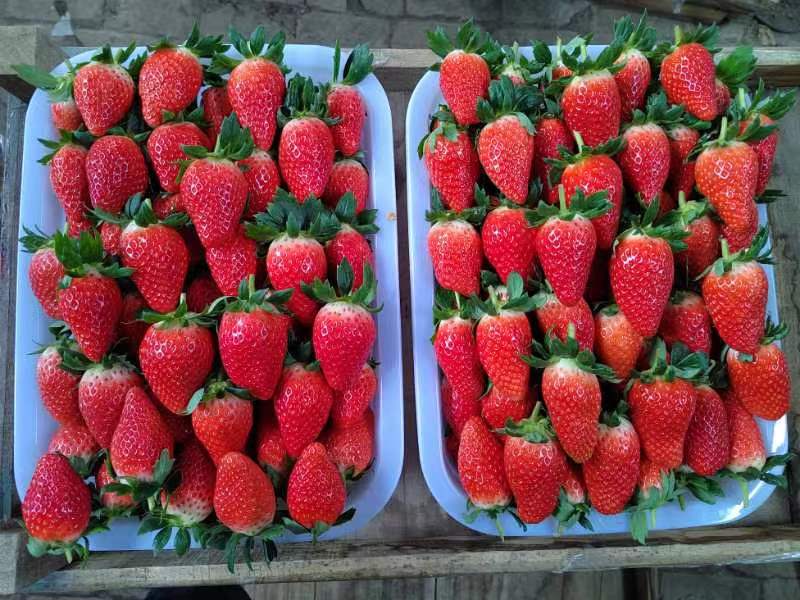 甜宝草莓营养成分图