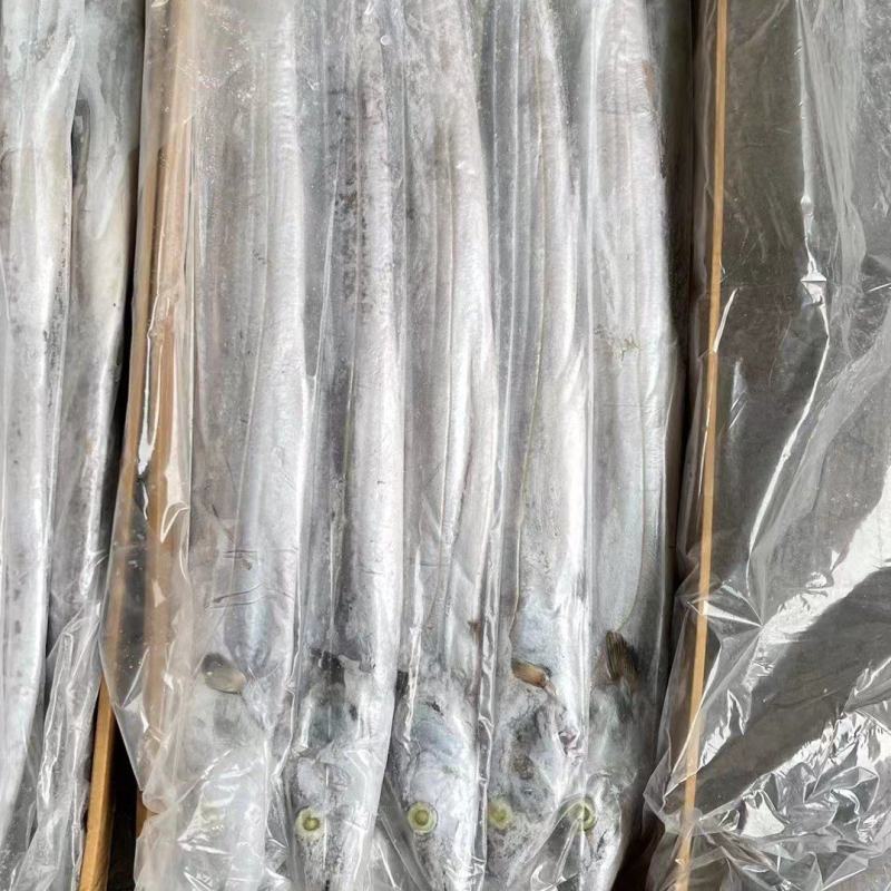 带鱼批发钓带批发一手货源刀鱼批发海鲜批发