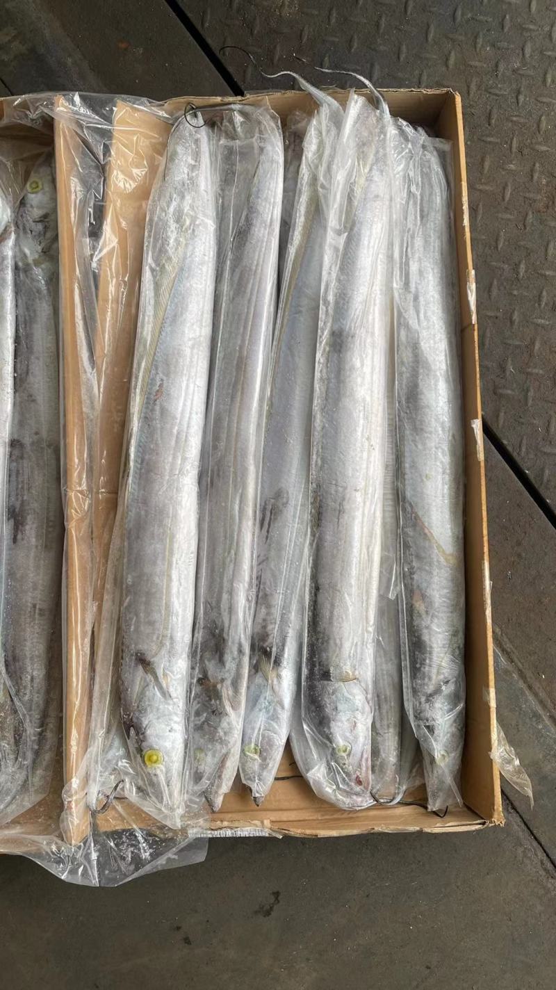 带鱼批发钓带批发一手货源刀鱼批发海鲜批发