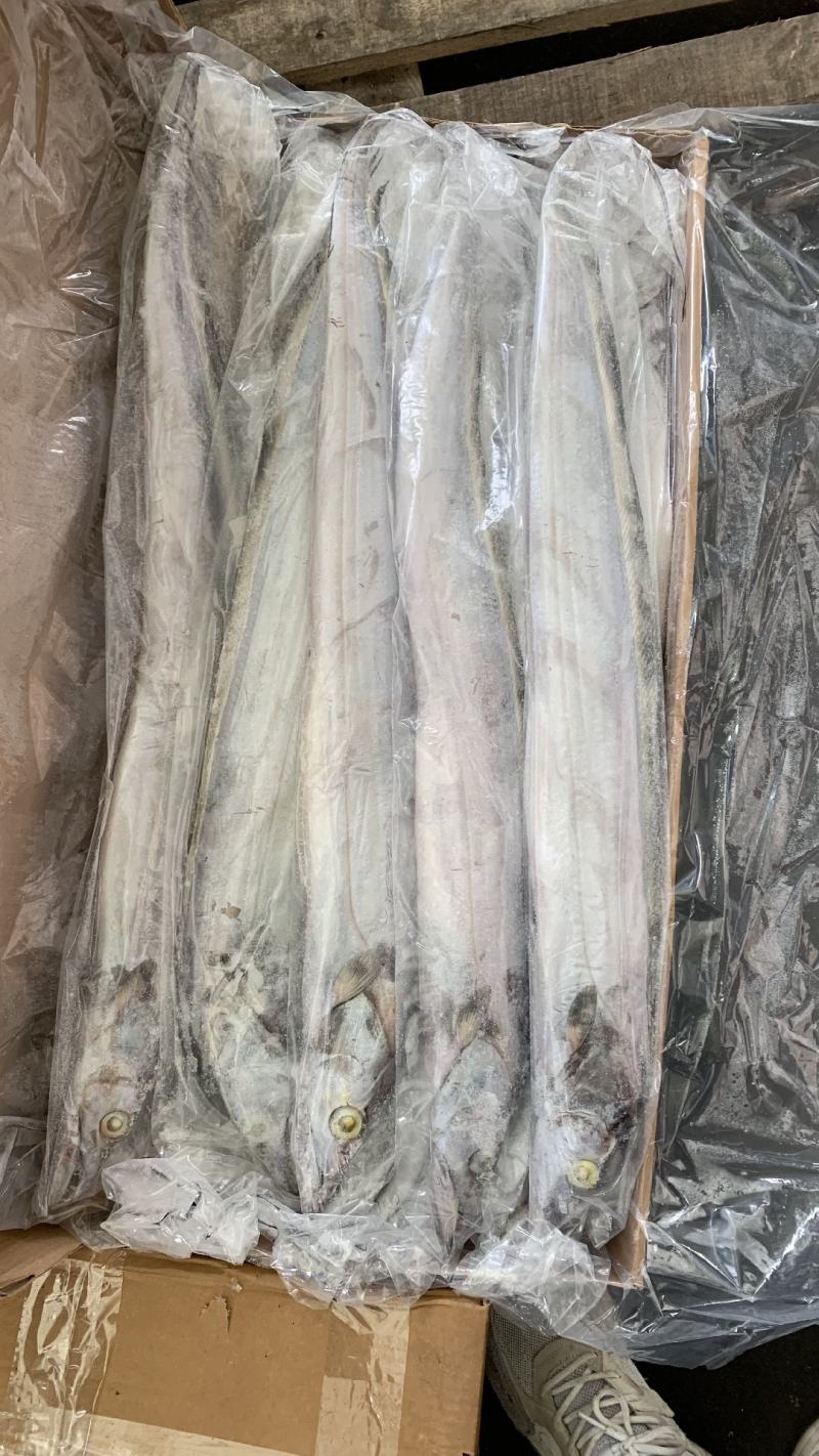 带鱼批发钓带批发一手货源刀鱼批发海鲜批发