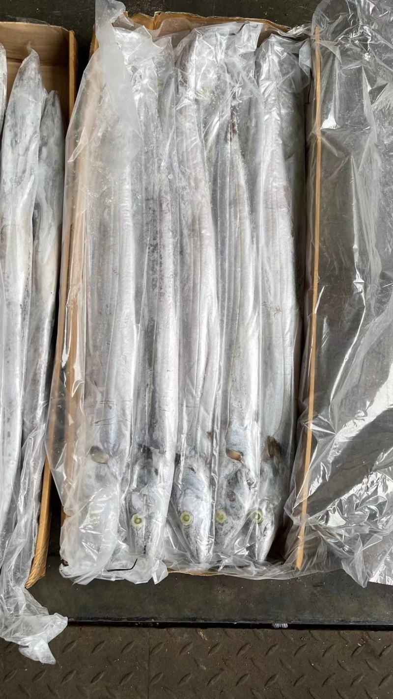 带鱼批发钓带批发一手货源刀鱼批发海鲜批发