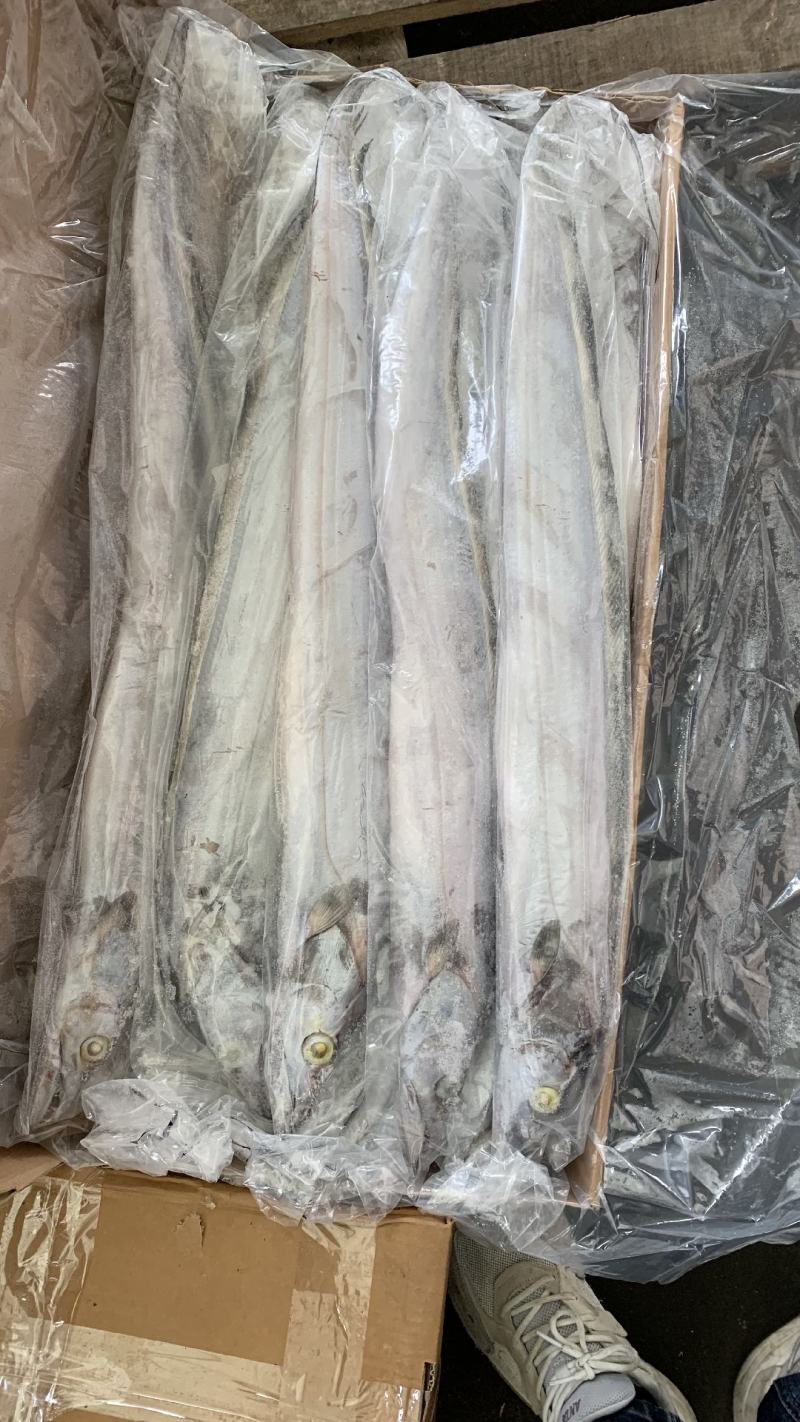 带鱼批发钓带批发一手货源刀鱼批发海鲜批发