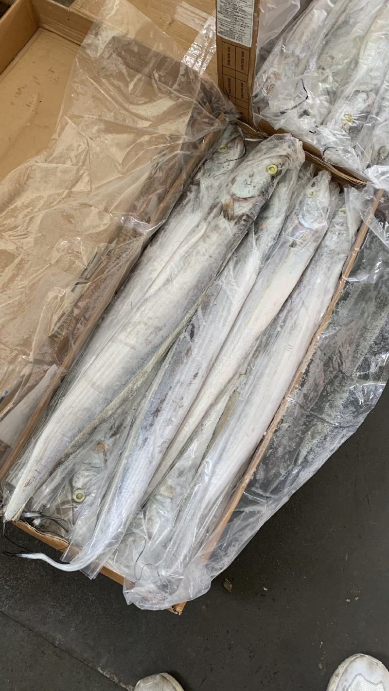 带鱼批发钓带批发一手货源刀鱼批发海鲜批发