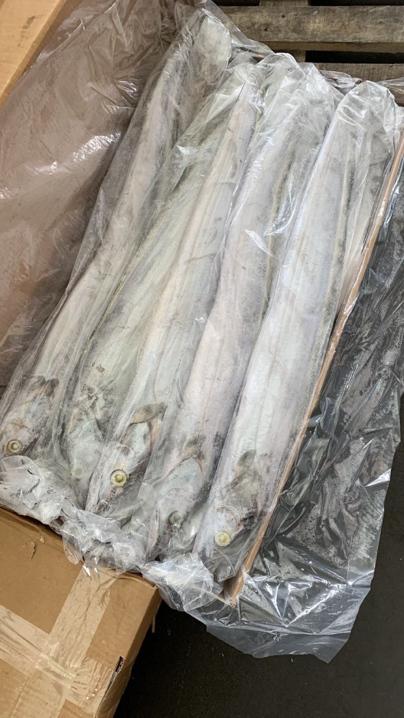 带鱼批发钓带批发一手货源刀鱼批发海鲜批发