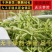 金银花黄芪广藿香组合袋泡茶