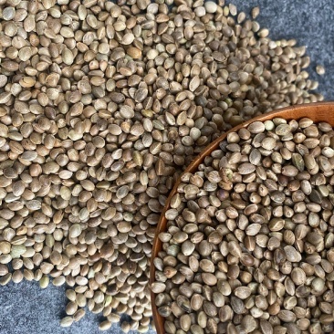 火麻种子胡麻中草药植物线麻野菜火麻仁种籽四季庭院栽